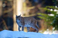 Luchs - Zum Vergroessern klicken!
